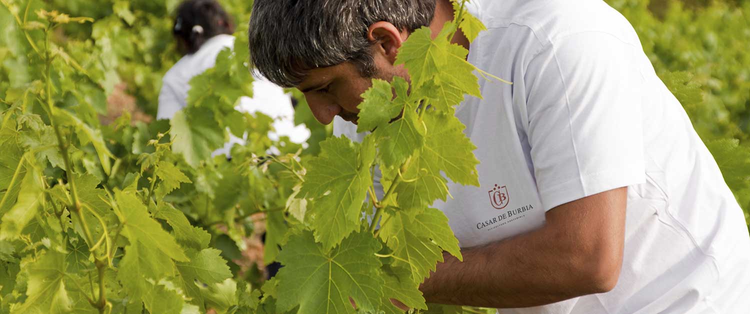 Clareo en las viñas de Casar de Burbia