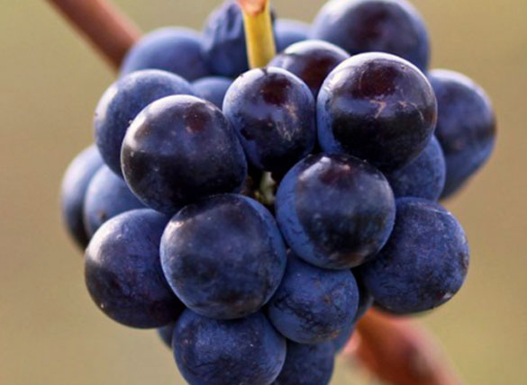 black_grapes_img