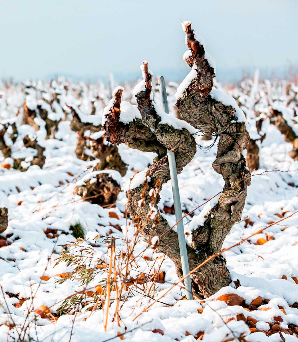 casar_de_burbia_viñedo_invierno