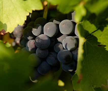 Casar de Burbia uva Mencía