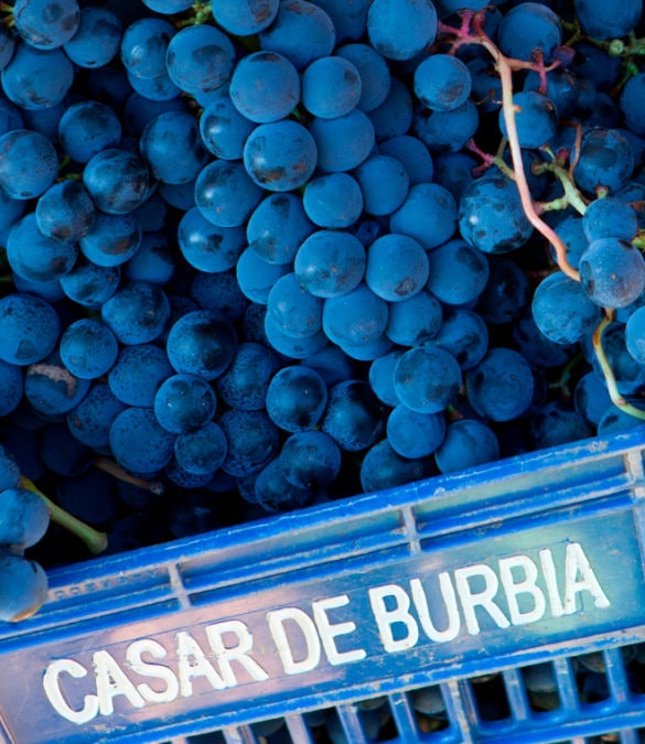 casardeburbia_bodega_uva