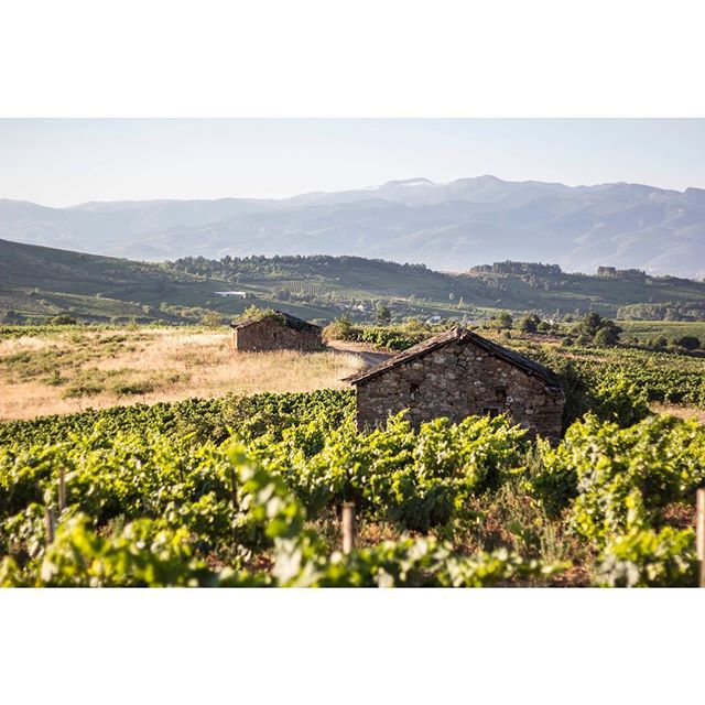 El tiempo pasa lento, no hay prisas en el Bierzo... #wine #wein #vino #cellar #bodega #地窖 #葡萄酒 #葡萄園 #西班牙 #نبيذ #포도주 #वाइन #ワイン #vinho #вино #Bierzo #León #leon #ElBierzo #CasarDeBurbia #CastillaYLeon #mencía #uvas #viñedo #vineyards