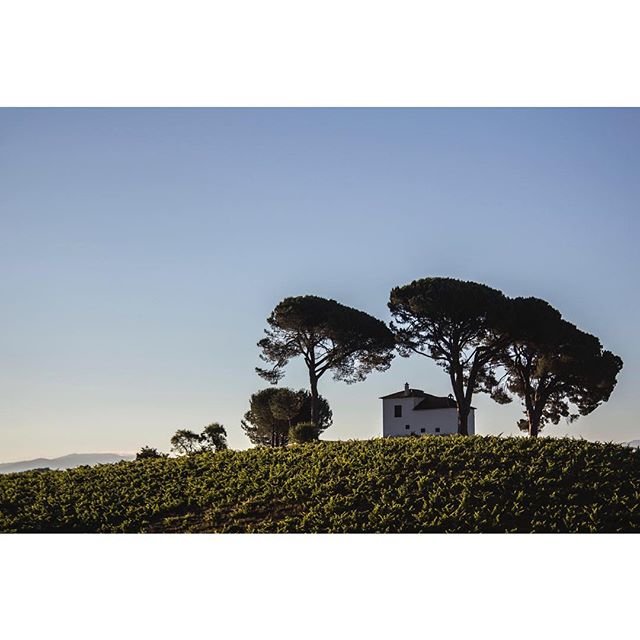 Vistas desde El Castañal 😍 
#wine #wein #vino #cellar #bodega #地窖 #葡萄酒 #葡萄園 #西班牙 #نبيذ #포도주 #वाइन #ワイン #vinho #вино #Bierzo #León #leon #ElBierzo #CasarDeBurbia #CastillaYLeon #mencía #uvas #viñedo #vineyards